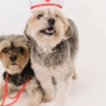 Разумный подход к популярной слот-игре Sweet Bonanza